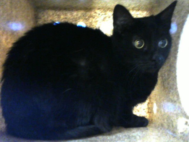 CLEOPATRA - Domestic Short Hair available for adoption