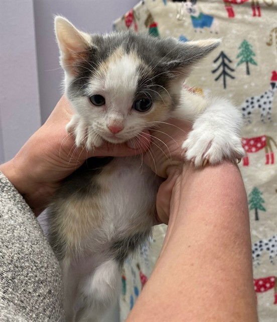 COCO - Domestic Short Hair available for adoption