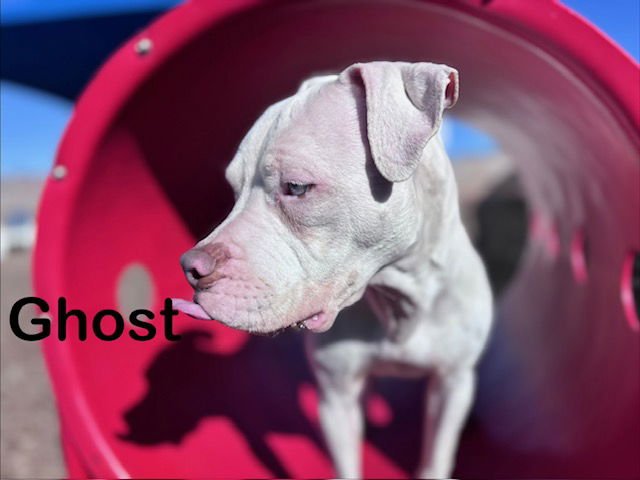 GHOST - American Pit Bull Terrier available for adoption