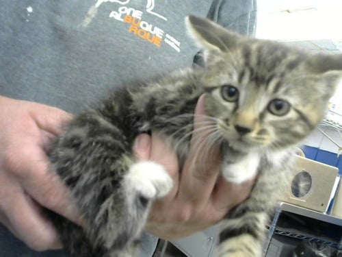 GWEN STACY - Domestic Short Hair available for adoption