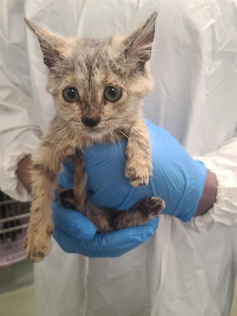 ASTRID - Domestic Short Hair available for adoption