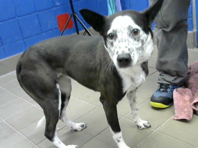 CHEYENNE - Australian Cattle Dog/Blue Heeler available for adoption