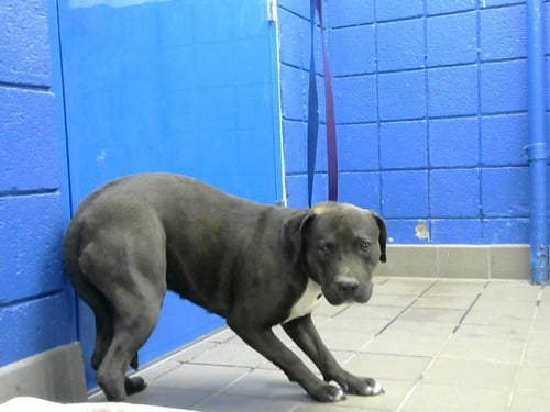 STARFIRE - Labrador Retriever available for adoption