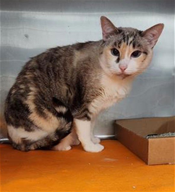 STAR - Domestic Short Hair available for adoption