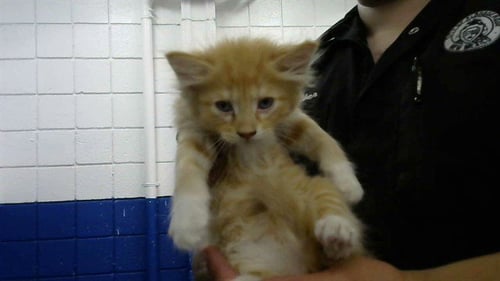 YEEPEE - Domestic Short Hair available for adoption