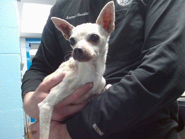 WERO - Chihuahua available for adoption