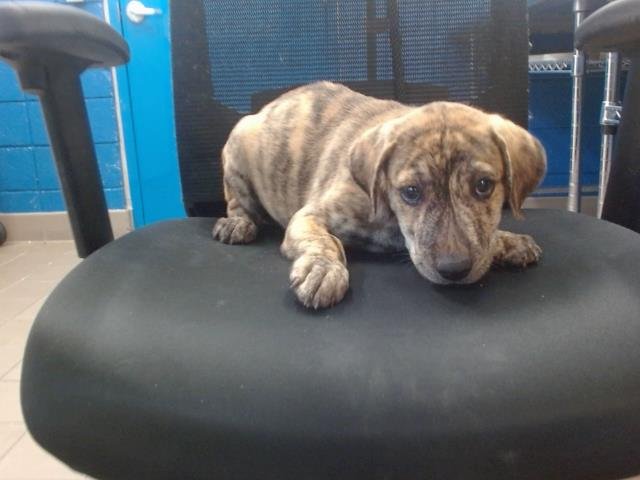 CARIN - Great Dane available for adoption