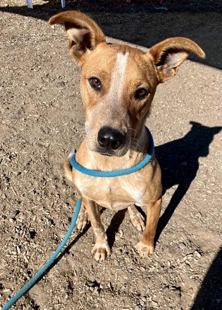 ZIPPER - Australian Cattle Dog/Blue Heeler available for adoption