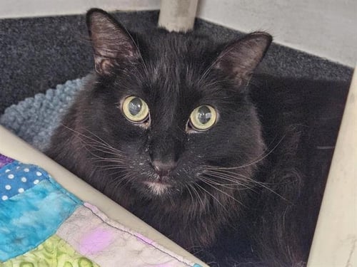 CHINO - Domestic Long Hair for adoption in Albuquerque