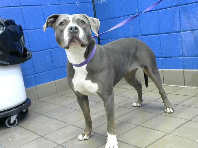 LOLA - American Pit Bull Terrier available for adoption