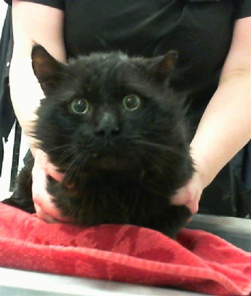 PASHA - Domestic Short Hair available for adoption