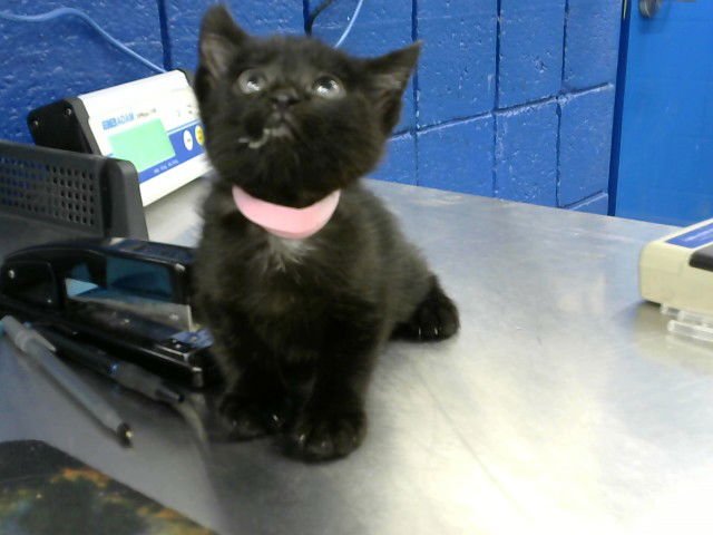 EMILIA - Domestic Short Hair available for adoption