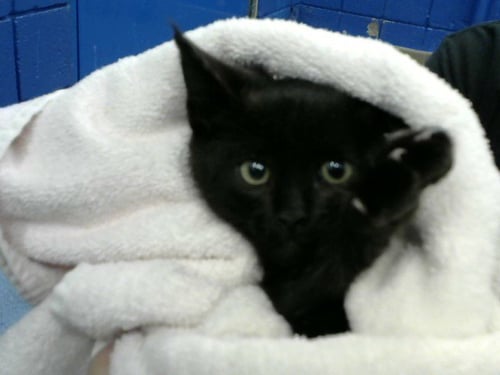 HORSEFLY - Domestic Short Hair available for adoption