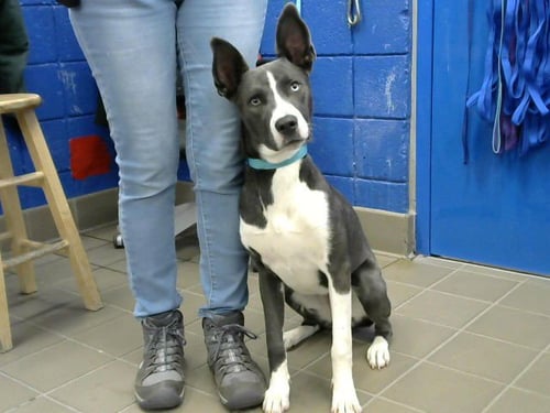 SHAMU - American Pit Bull Terrier available for adoption