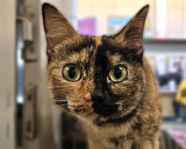 BUTTERCUP - Domestic Short Hair available for adoption