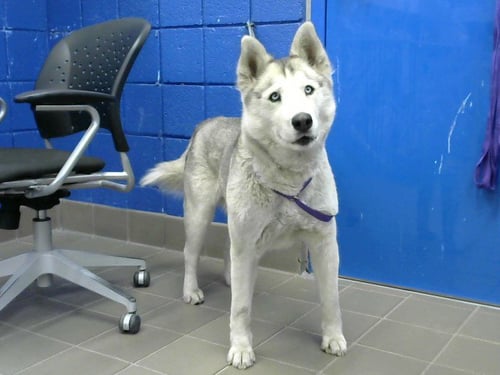LEXI - Husky available for adoption