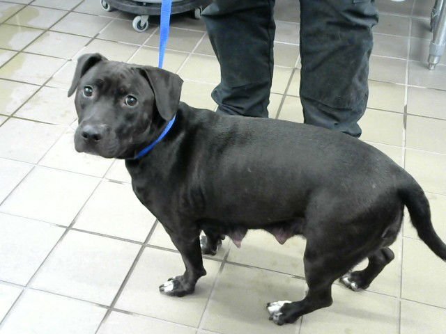 ELENA - American Pit Bull Terrier available for adoption