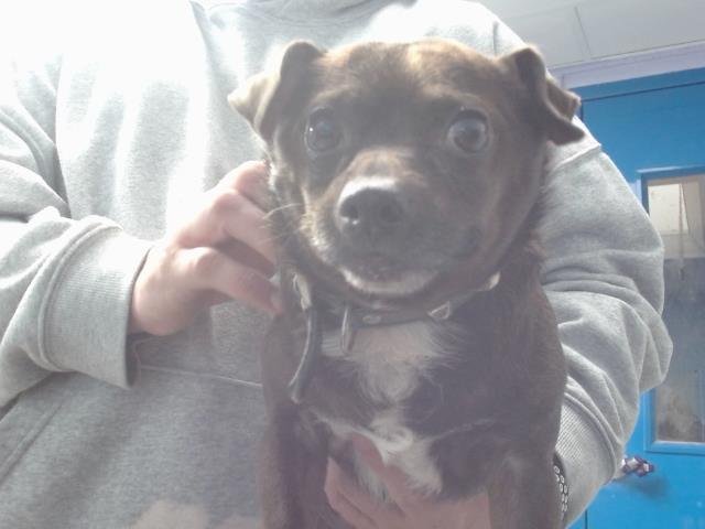 BUGSY - Chihuahua available for adoption