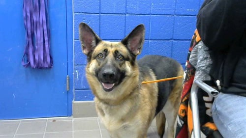 BELLA - German Shepherd Dog available for adoption