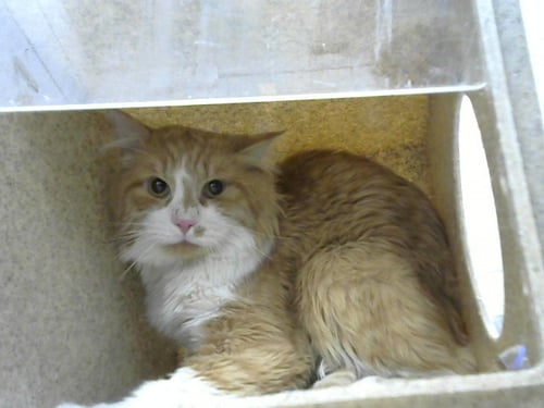 ORANGE - Domestic Short Hair available for adoption