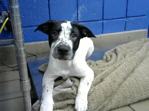 ROSS - American Pit Bull Terrier available for adoption