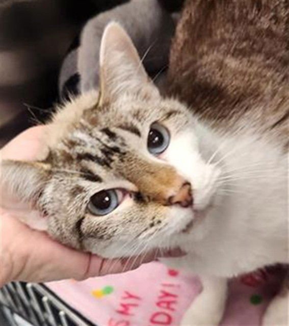 EVIE - Domestic Short Hair available for adoption