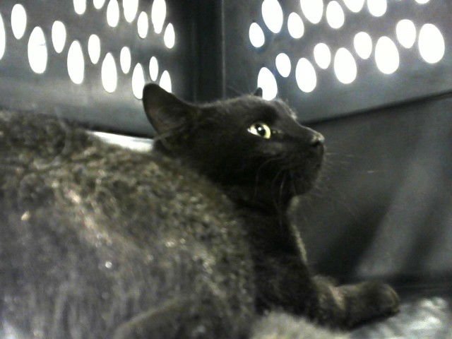 BIXBE - Domestic Short Hair available for adoption