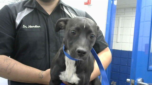 VERONICA - Cardigan Welsh Corgi / American Pit Bull Terrier available for adoption