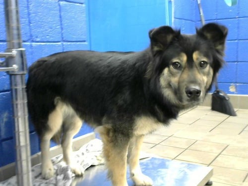 LOLA - German Shepherd Dog available for adoption