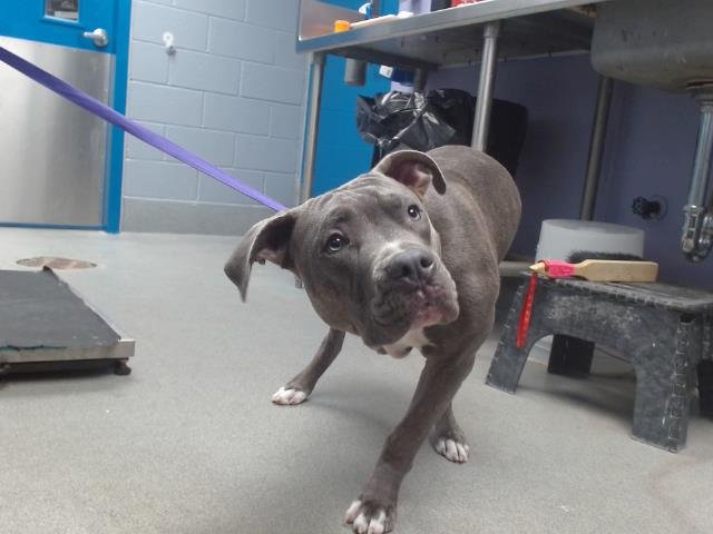 BABY - American Pit Bull Terrier available for adoption