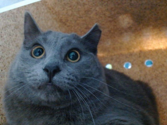 TIPPY - Domestic Short Hair available for adoption