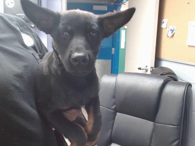 ACE - German Shepherd Dog available for adoption