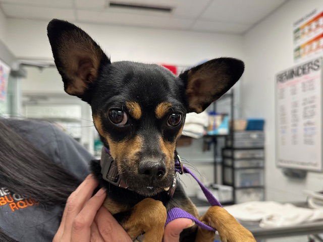 TWIX - Chihuahua available for adoption