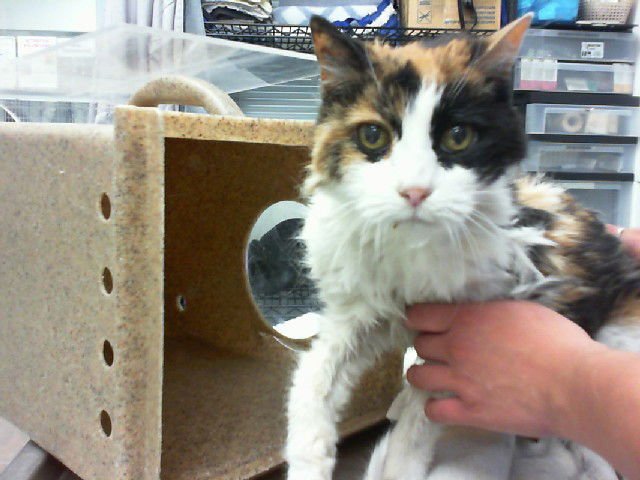 SAM - Domestic Long Hair available for adoption