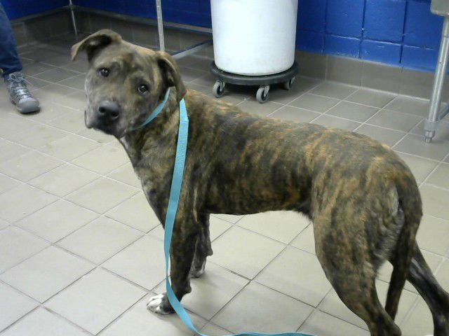 ALFREDO - Boxer available for adoption