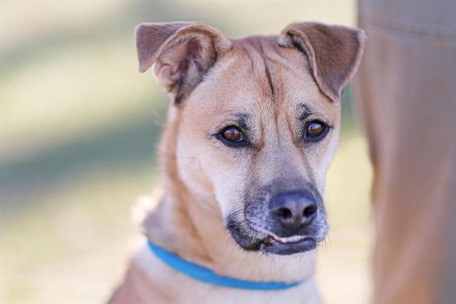 BRUNO - German Shepherd Dog available for adoption