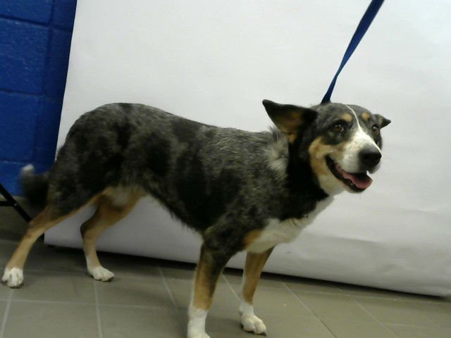 SAMOA - Queensland Heeler available for adoption