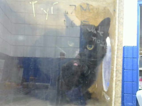 BATMAN - Domestic Short Hair available for adoption