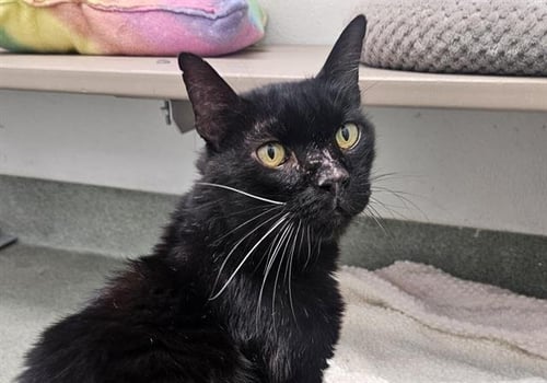 BATMAN - Domestic Short Hair available for adoption