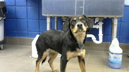 KLONDIKE - Beagle available for adoption