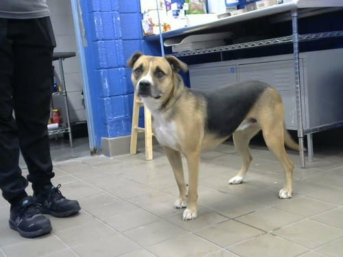 PAYPALETO - German Shepherd Dog available for adoption