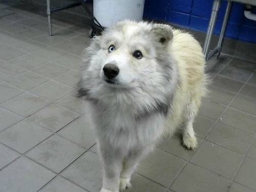 SUAVE - Samoyed available for adoption