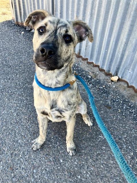 CARIN - Great Dane available for adoption