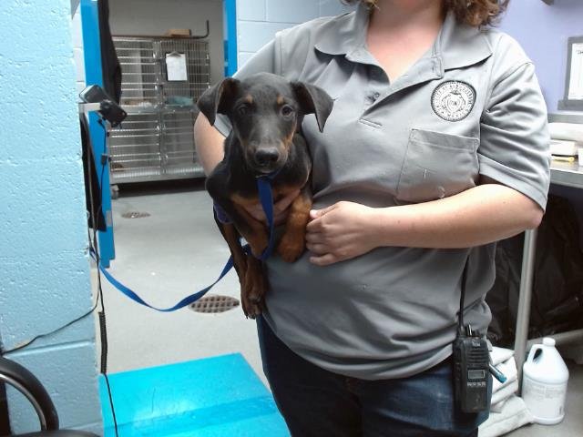 WILLIAM - Doberman Pinscher available for adoption