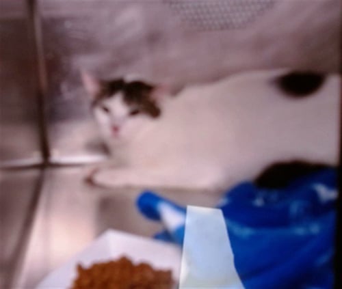 TOMATO - Domestic Short Hair available for adoption