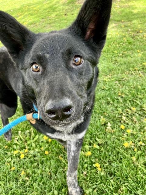 DION - Border Collie available for adoption