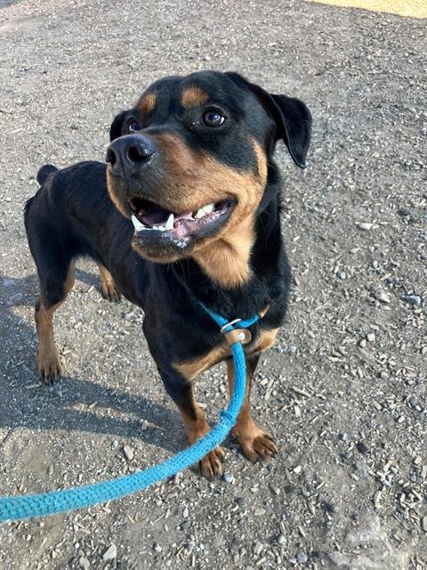 BATMAN - Rottweiler available for adoption