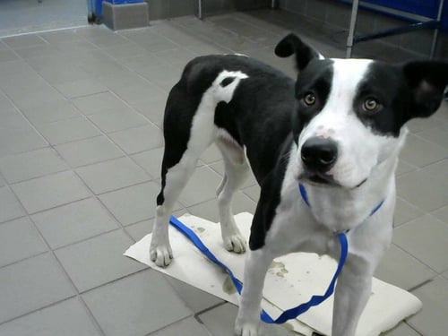 GIVENCHY - American Pit Bull Terrier available for adoption