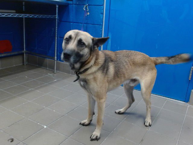 CHEVY - German Shepherd Dog available for adoption