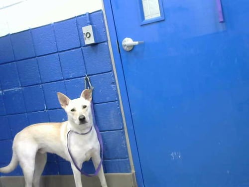 FROSTY - Labrador Retriever available for adoption